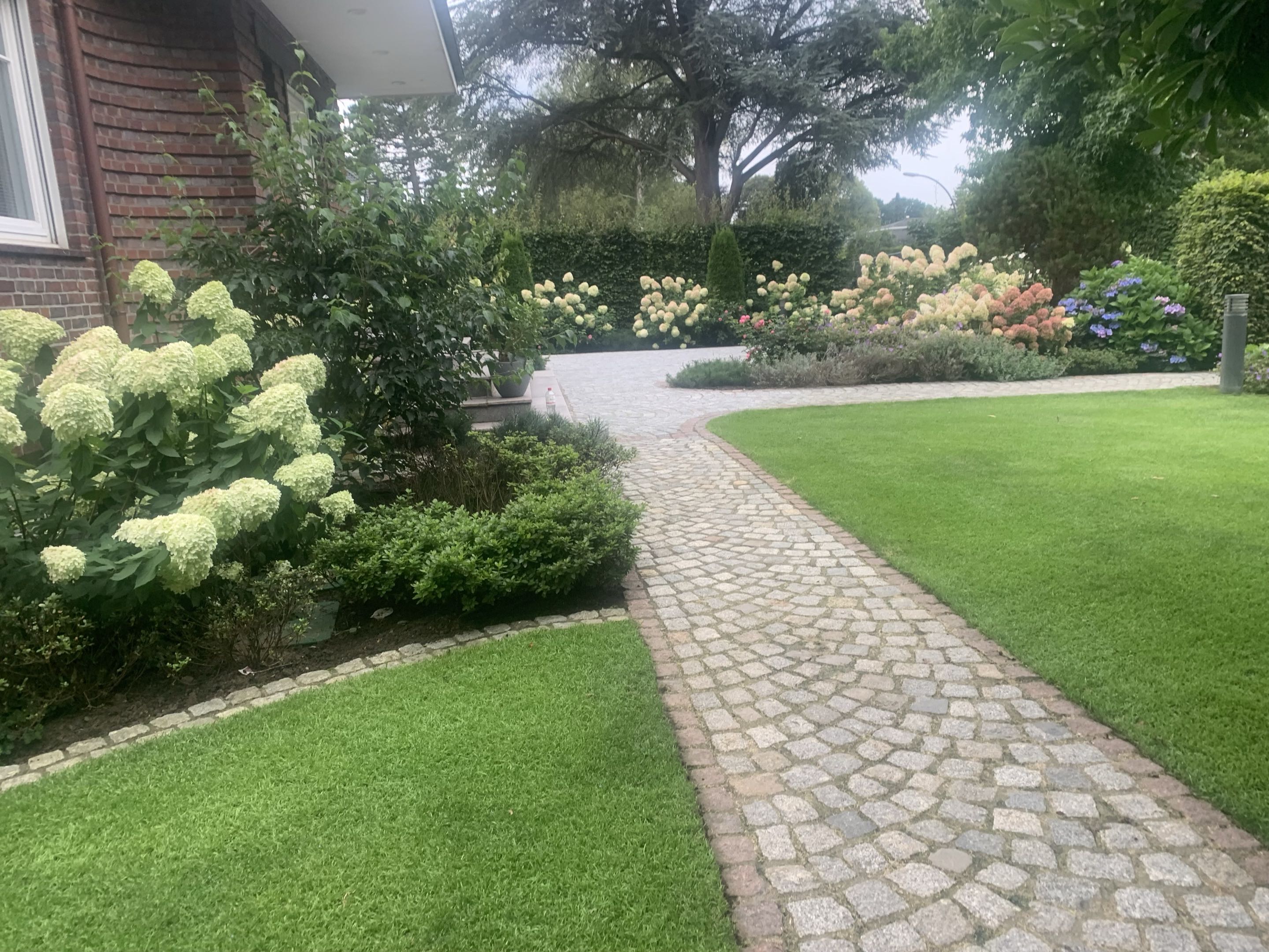 Üppiger Hortensien-Garten in voller Blüte